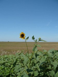 "Grandpa always loved the land, and took good care of it" (Sharran Huynh, Rand and Beth's daugher).