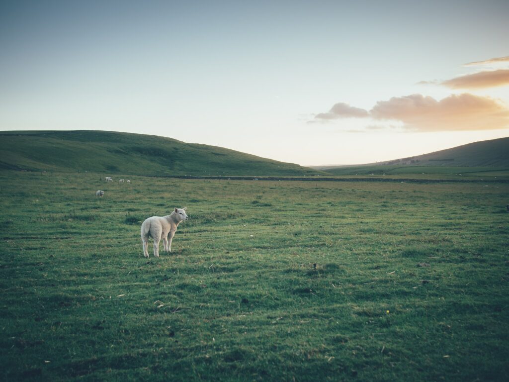 Photograph of a green pasture with sheep